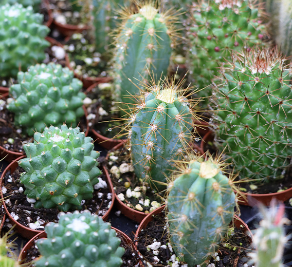 Link to Indoor Plants  product page