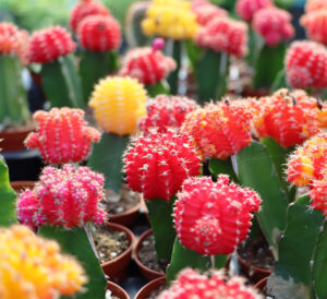 Indoor Grafted Cacti