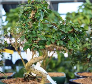 Indoor Plants