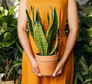 woman holding sansevieria