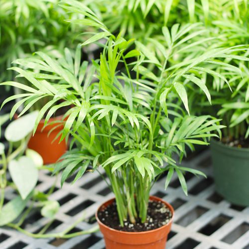palm plants