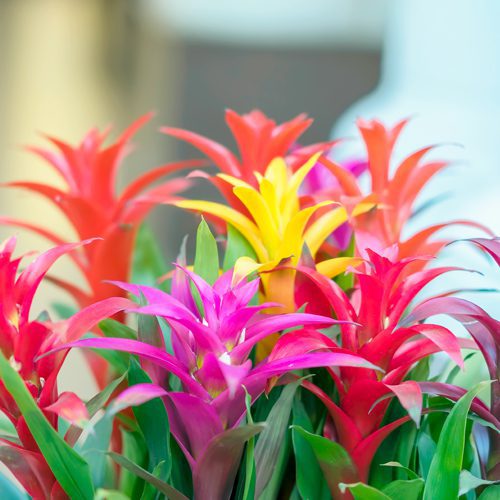 bromeliad