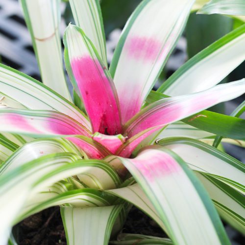 bromeliad plant