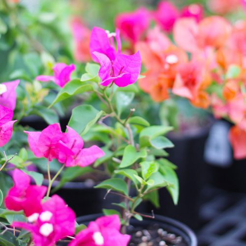 Bougainvillea