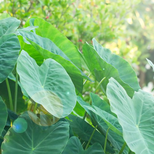elephant ears