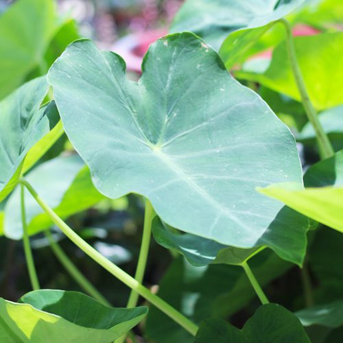 elephant ear