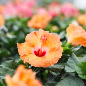 tropical hibiscus
