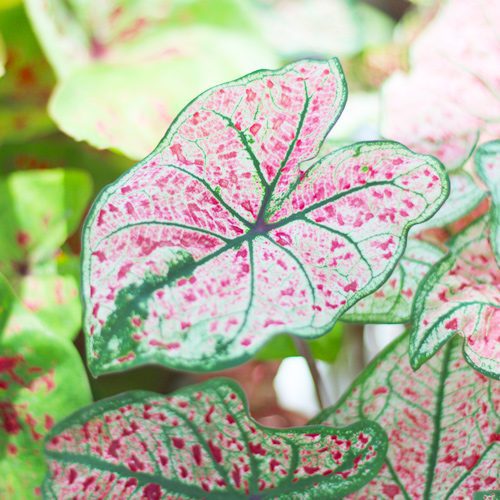 caladium