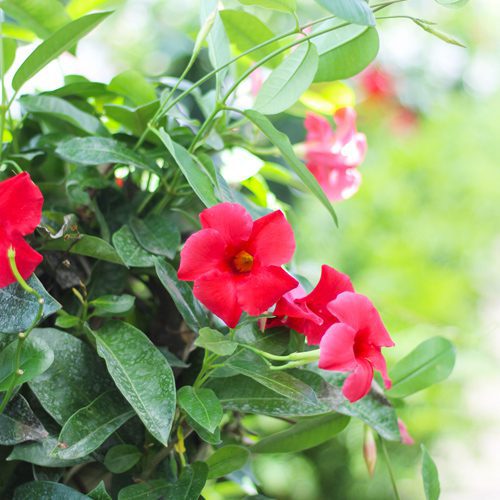 mandevilla