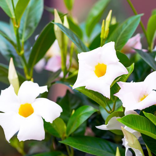 white mandevilla