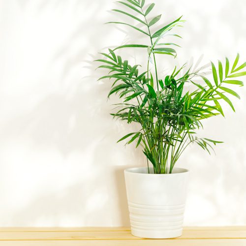 neanthe bella palm