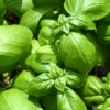 italian basics herb kit