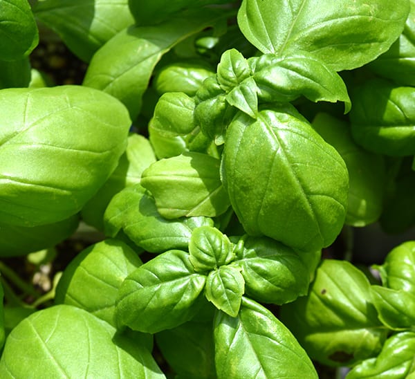 Italian Basics Herb Kit