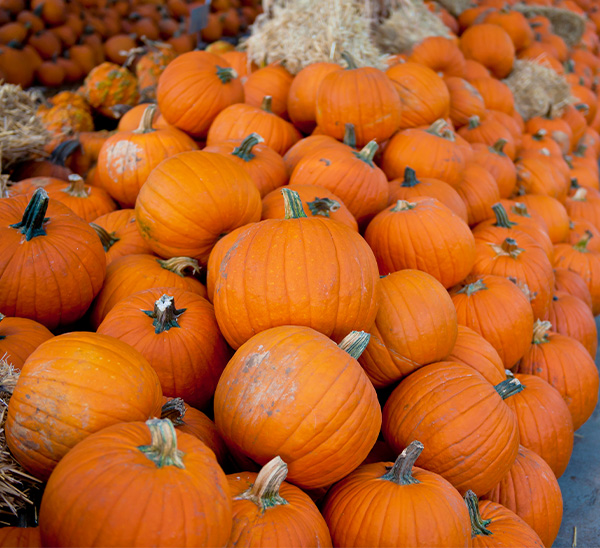 Link to Autumn Harvest  product page