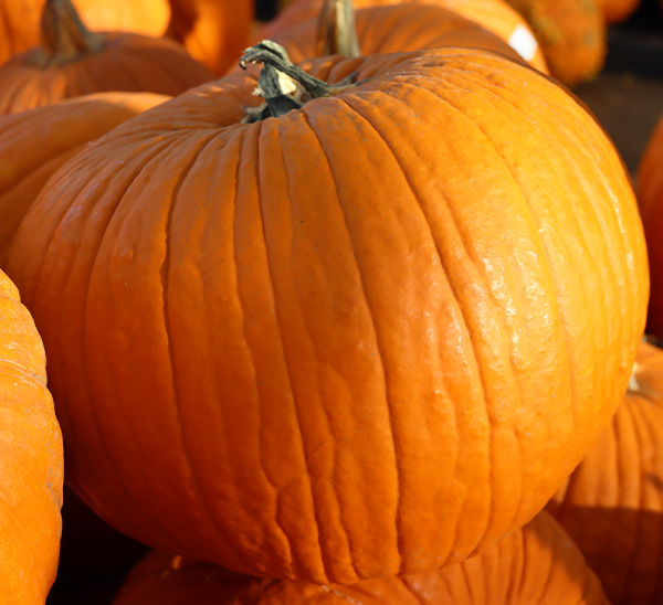 Jack O'Lanterns