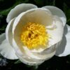 jan van leeuwen peony