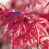Japanese Maple Pick & Plant Package