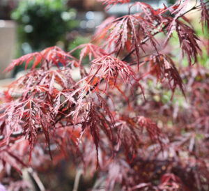 Japanese Maples in Bloodgood
