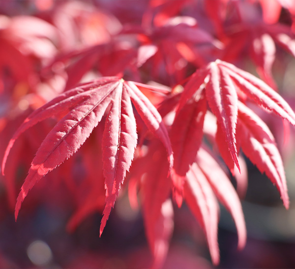Japanese Maples 