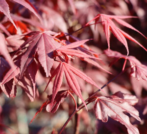 Bloodgood japanese maple