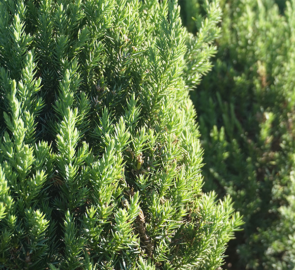 Junipers 
