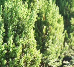 emerald green juniper