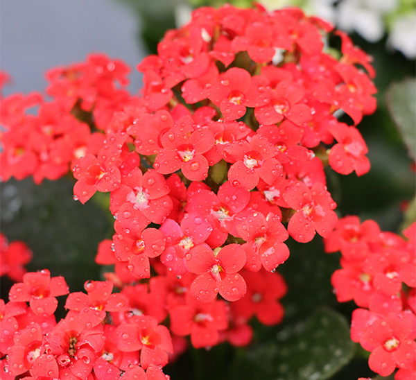 Kalanchoe