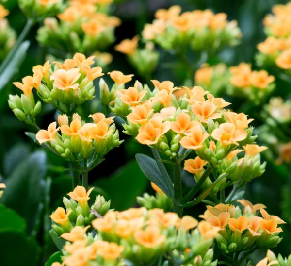 Kalanchoe 