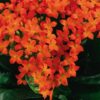 Kalanchoe Orange blooms