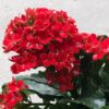 Kalanchoe flowers in red