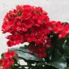 Kalanchoe