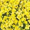 Kalanchoe Yellow blooms