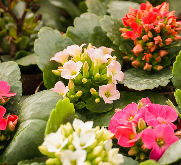 Link to Kalanchoe  product page