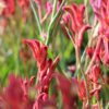 kangaroo paw red