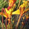 kangaroo paw yellow
