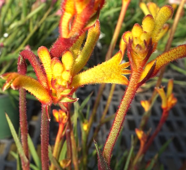 Kangaroo Paw | Nursery