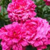 kansas peony