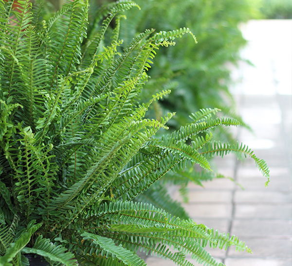 Kimberly Queen Ferns 