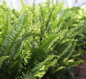 Kimberly Queen fern