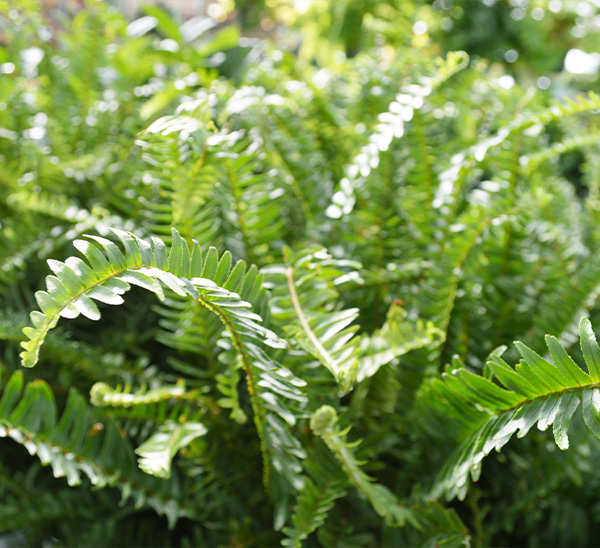 Link to Kimberly Queen Ferns product page