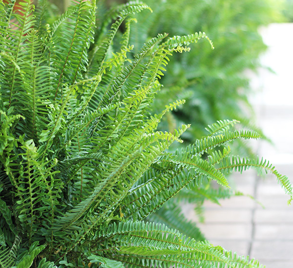 Kimberly Queen Ferns 