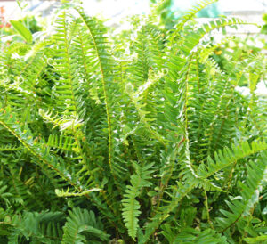 Kimberly Queen Fern