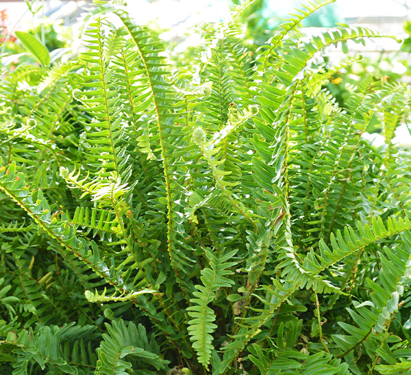 Kimberly Queen Fern	