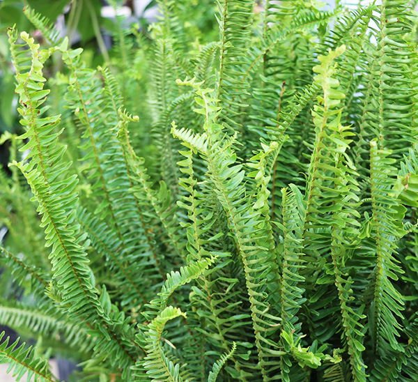 Kimberly Queen Ferns	