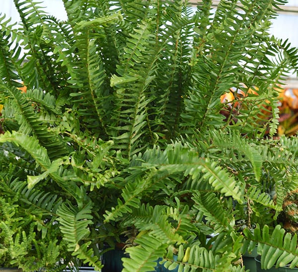 Kimberly Queen Fern Hanging Basket