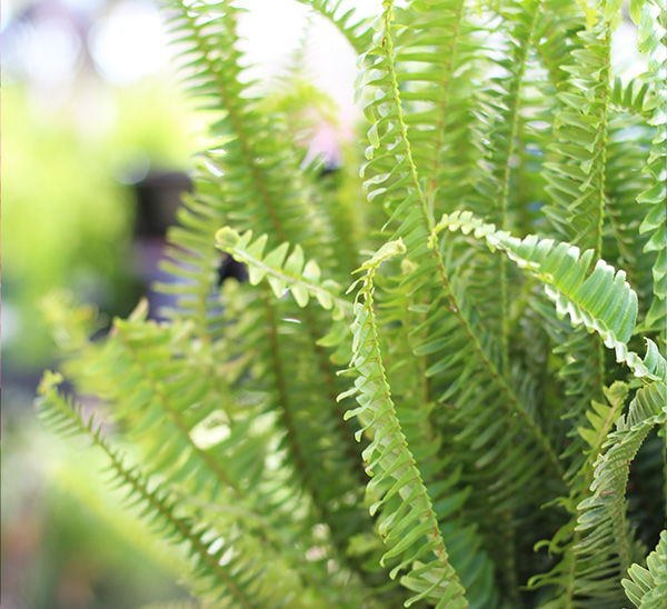 Kimberly Queen Ferns	