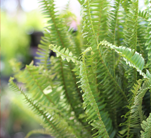 Kimberly Queen Fern	