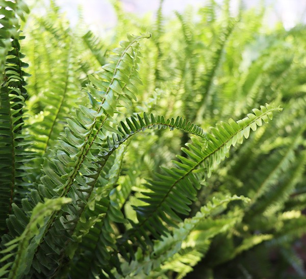 Kimberly Queen Ferns 