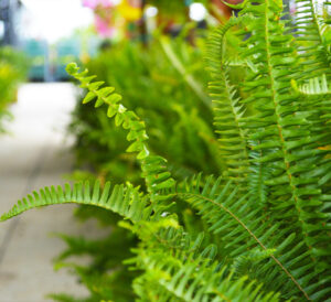 Kimberly Queen Ferns