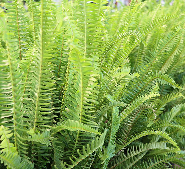 Link to Kimberly Queen Fern	 product page